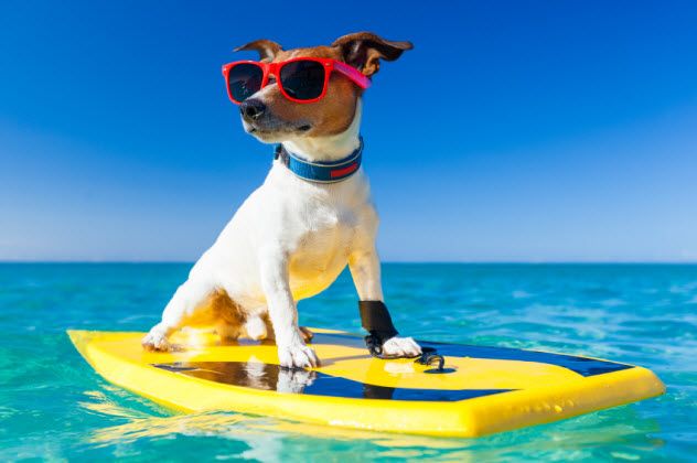 7-surfer-dog_000049245308_Small
