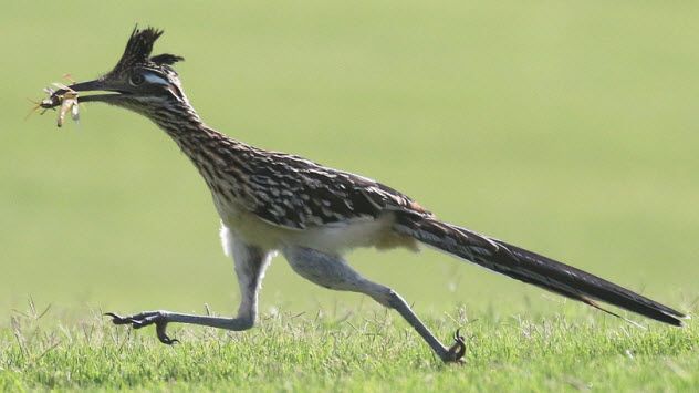 1-greater-roadrunner