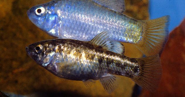2-pupfish