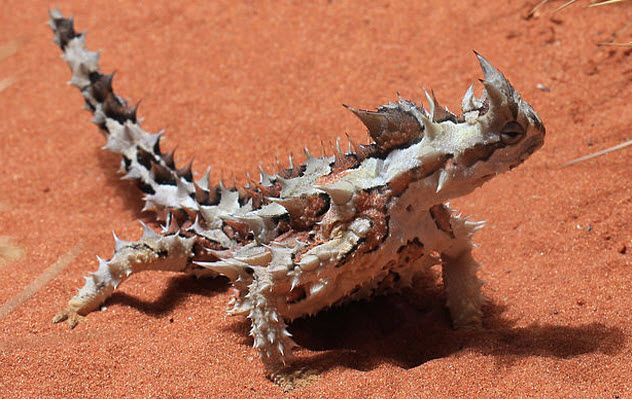3-thorny-devil