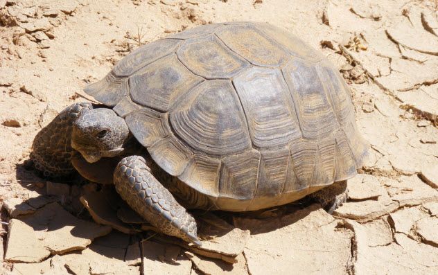 6-desert-tortoise