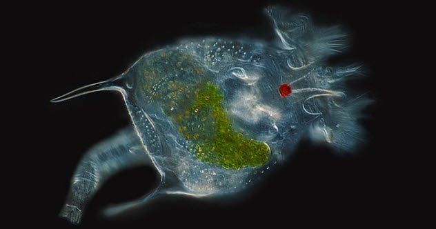 2-rotifer