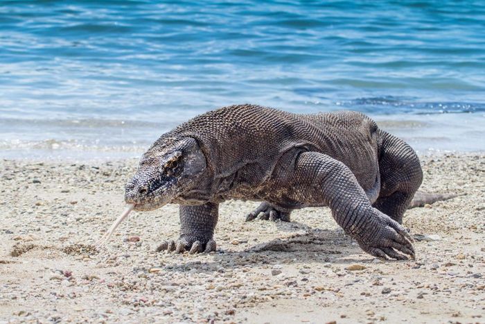 Komodo dragons can grow up to 10 feet in length.