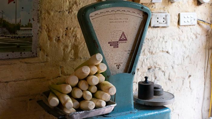 A large, weathered blue scale stacked with root vegetables greets visitors as they enter.
