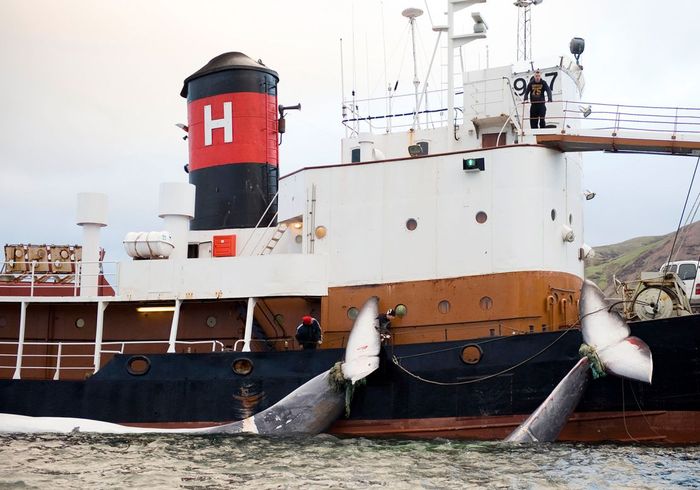 The severed tails of two 35-ton Fin whales killed by hunters in June 2009.