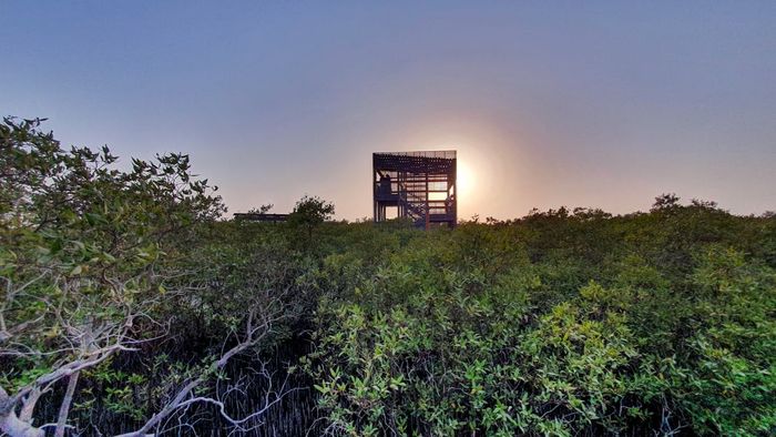 A viewing tower provides stunning views of the sunset over the thick mangrove forest.