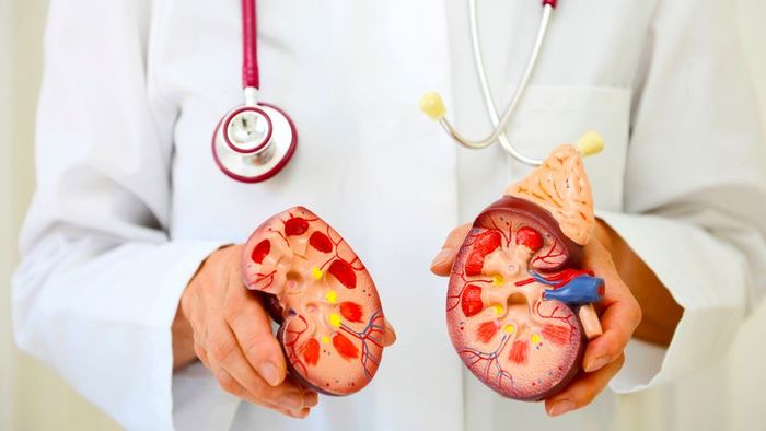 A physician demonstrating with a kidney model.