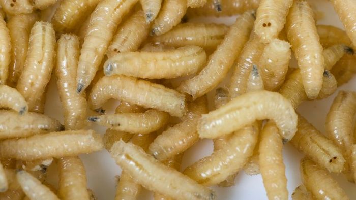 Maggots are a nuisance.
