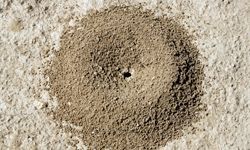 ant mound