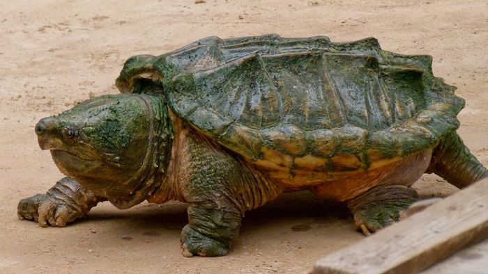 Alligator snapping turtle