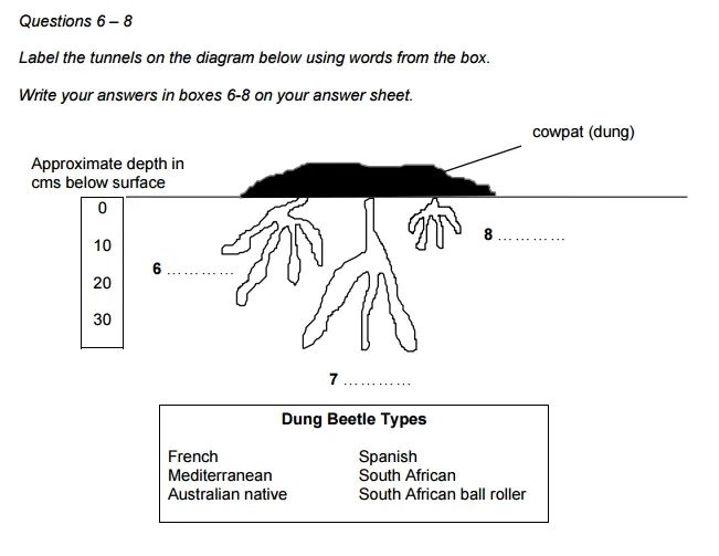 chien luoc lam bai ielts reading dang cau hoi diagram labelling dan nhan bieu do