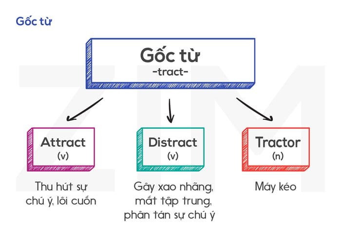 gốc từ tract