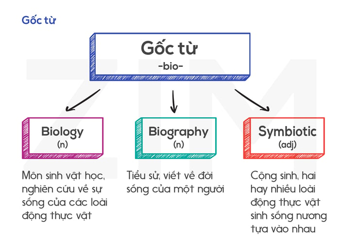 gốc từ bio