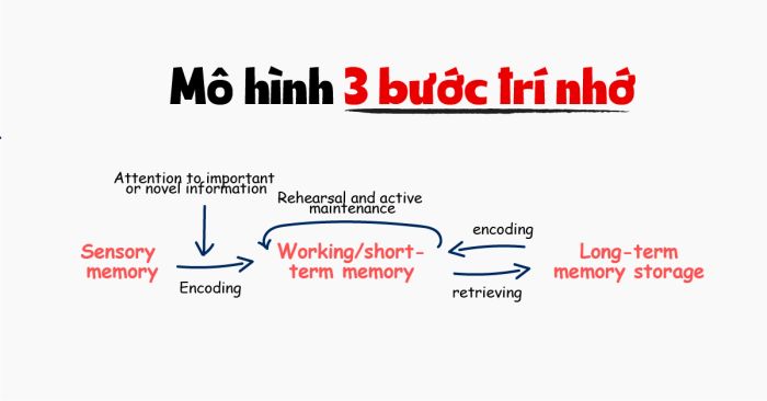 hiểu về trí nhớ và cách thực hành thu hồi trong việc học ielts