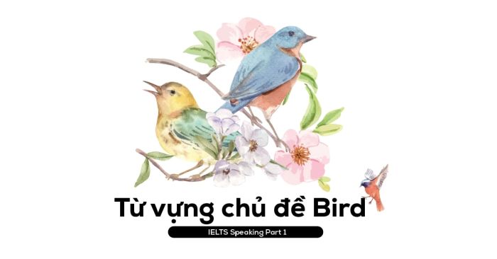 từ vựng chủ đề chim và cách sử dụng trong phần thi ielts speaking part 1