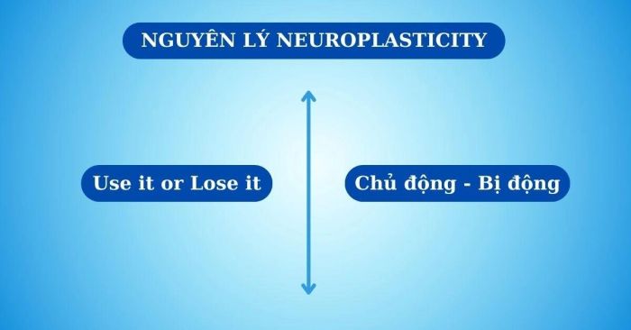 Khơi dậy Neuroplasticity để tối ưu hóa việc học ngoại ngữ khi luyện thi IELTS