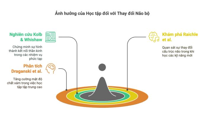 Biểu đồ quá trình học và sự biến đổi của não bộ