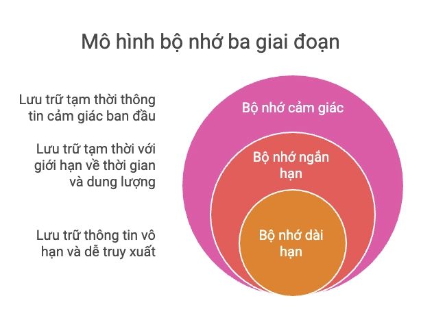 Mô hình bộ nhớ ba giai đoạn