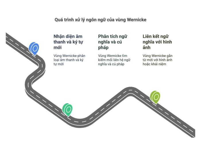 Quá trình ngôn ngữ tại vùng Wernicke