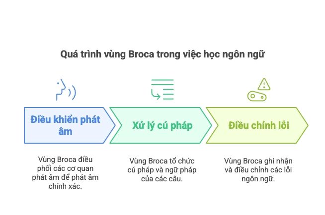 Chức năng của vùng Broca đối với ngôn ngữ