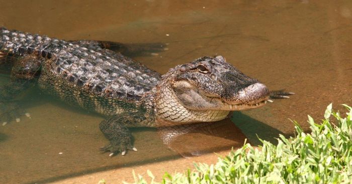 Alligator