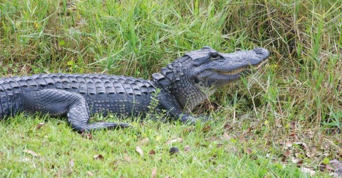 Cá sấu crocodile