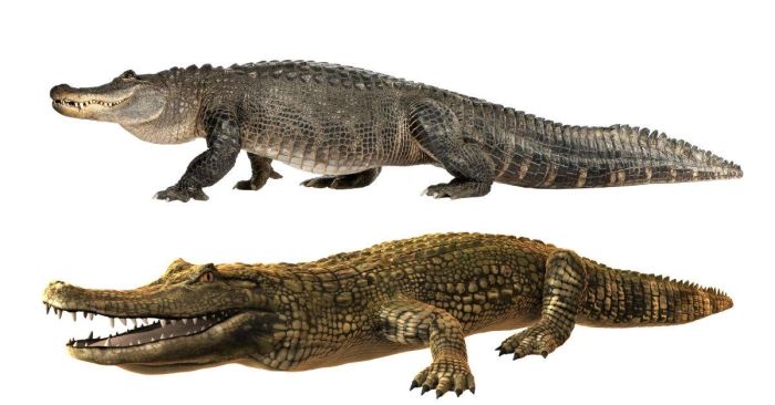 Alligator và Crocodile
