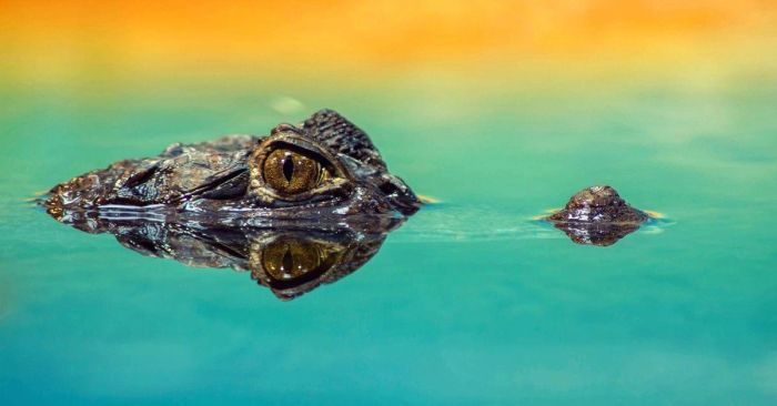 Crocodile và Alligator