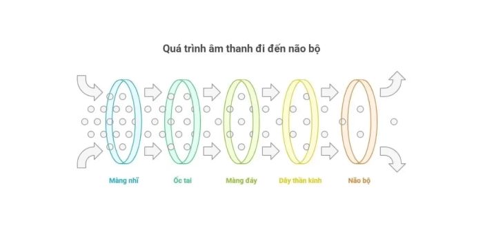 Cơ Chế Tiếp Nhận Và Xử Lý Âm Thanh