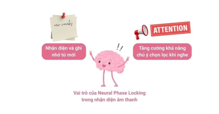 Mối quan hệ giữa Neural Phase Locking và khả năng tiếp nhận âm thanh