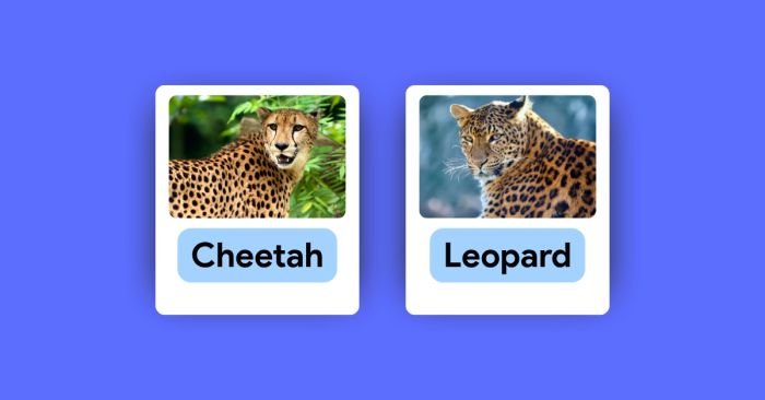 huong dan nhan biet su khac nhau giua cheetah va leopard bang tieng anh