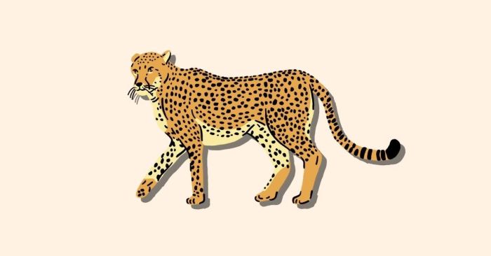 Khái niệm về Cheetah