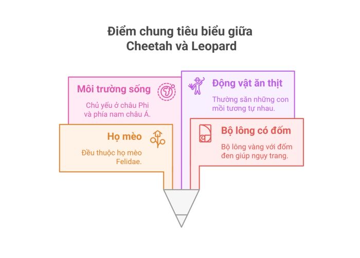 Cách phân biệt Cheetah và Leopard khi sử dụng tiếng Anh