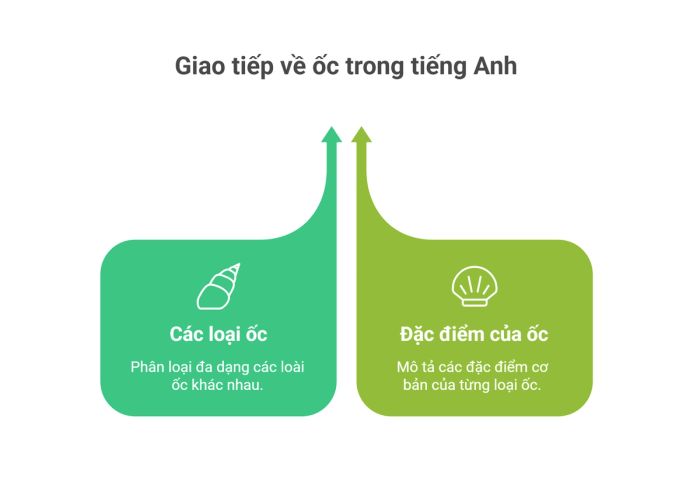 Giao tiếp tiếng Anh về các loại ốc