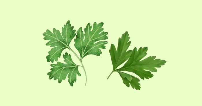 phan biet cilantro vs coriander cach dung trong tieng anh