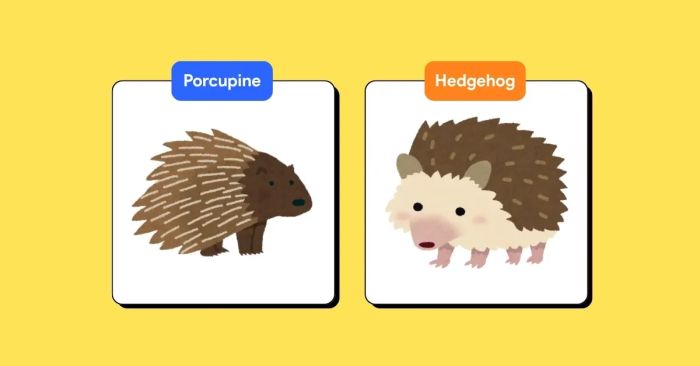 porcupine vs hedgehog cach phân biệt và sử dụng đúng cách