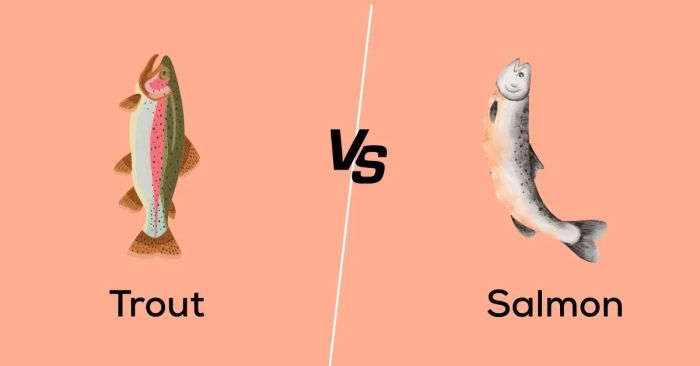 Trout và Salmon: Các đặc điểm giống và khác nhau cơ bản cần nhớ