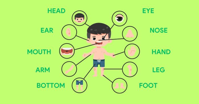 Chủ đề bộ phận cơ thể (Body parts)