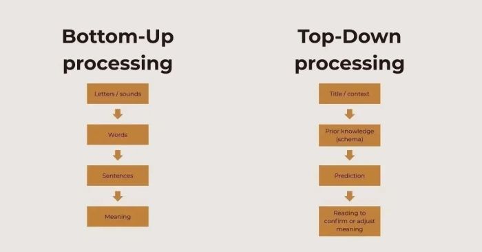 Bottom-Up processing và Top-Down processing