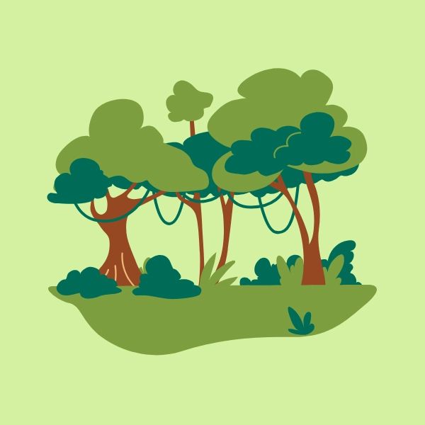 Jungle và Forest trong bối cảnh thực tế