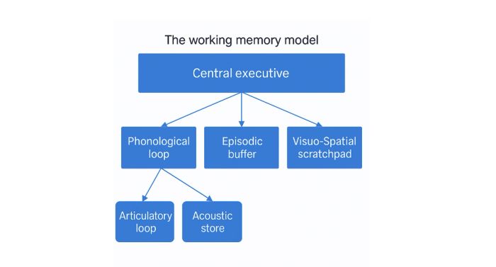 Khái niệm về Attention Span và Working Memory