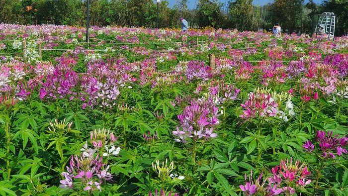 Long Vân Garden Phú Yên - Mê mẩn trước vẻ đẹp nhỏ bé của Đà Lạt trong lòng thành phố ven biển 3