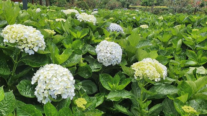 Khu du lịch Long Vân Garden Phú Yên - Mê mẩn trước vẻ đẹp nhỏ bé của Đà Lạt trong lòng thành phố ven biển 4