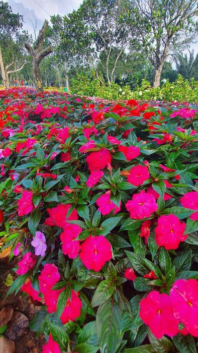 Long Vân Garden Phú Yên - Trầm mình trước vẻ đẹp của Đà Lạt nhỏ bé trong lòng thành phố biển 5