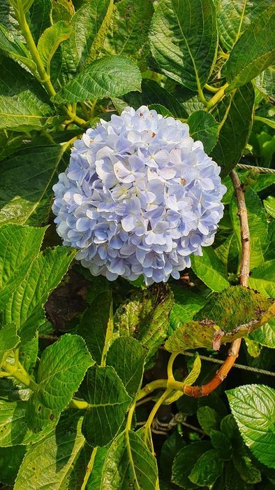 Long Vân Garden Phú Yên - Trầm mình trước vẻ đẹp của Đà Lạt nhỏ bé trong lòng thành phố biển 6