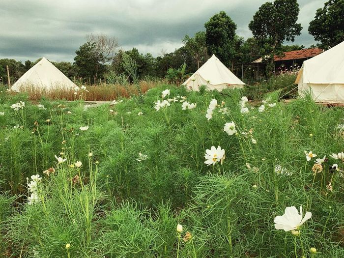 Phú Yên Camping Trip - Nơi lý tưởng cho những tâm hồn mơ mộng 9