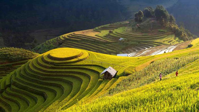Trải nghiệm lịch trình 3 ngày khám phá Tú Lệ - Mù Cang Chải