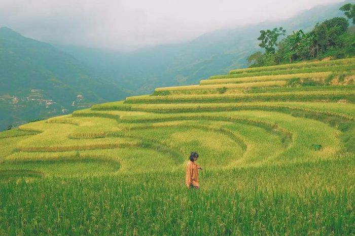 Bản Phùng – Hoàng Su Phì: Mùa lúa chín tuyệt đẹp