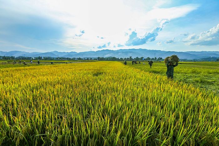 Cánh đồng Mường Lò - Vẻ đẹp đặc biệt của vùng đất Nghĩa Lộ