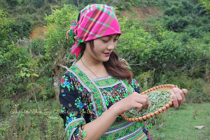 Chè Shan tuyết suối Giàng - Món quà từ thiên nhiên số 9